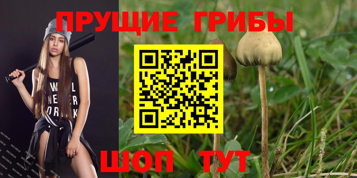 Кингисепп  купить наркоту  Вход с VPN  Псилоцибиновые грибы Cubensis 
